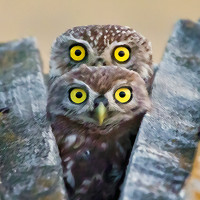 Portrait of a photographer (avatar) Андрей Гилев (Andrey Giljov)