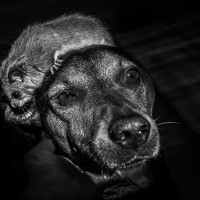 Portrait of a photographer (avatar) Jelena Potrebic (Јелена Потребић)