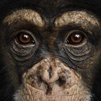 Portrait of a photographer (avatar) avarelerin yeri