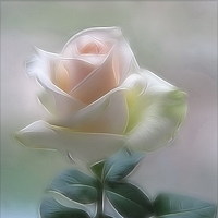 Portrait of a photographer (avatar) Дат Тамрико (Tamriko)