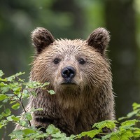 Portrait of a photographer (avatar) Miha Mlakar