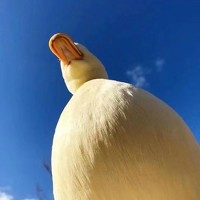 Portrait of a photographer (avatar) 岳霜眠