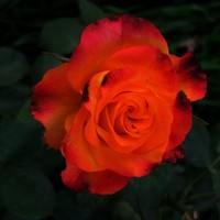 Portrait of a photographer (avatar) Мария Арькова (Arkova Mariya)