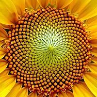 Portrait of a photographer (avatar) Obi Ser Vando