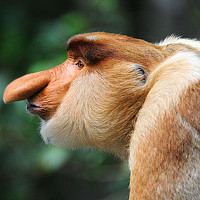 Portrait of a photographer (avatar) Андрей Болдырев