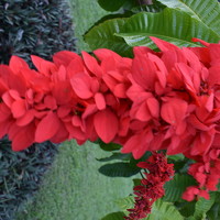 Portrait of a photographer (avatar) Marcia Paul-Assing