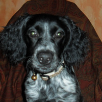 Portrait of a photographer (avatar) Traintrain231