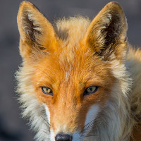 Portrait of a photographer (avatar) Paul Felix AEPPLI