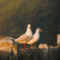 Portrait of a photographer (avatar) Divyesh Gajjar