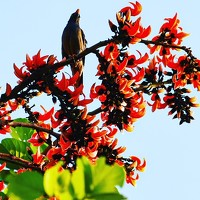 Portrait of a photographer (avatar) Rajib deb