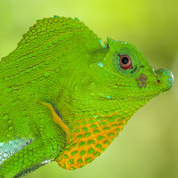 Portrait of a photographer (avatar) Rahal Fernando (Rahal Yasassri Fernando)