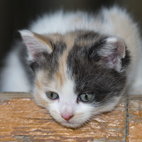 Portrait of a photographer (avatar) Чухров Дмитрий (Dmitry Chuhrov)