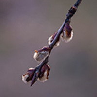 Portrait of a photographer (avatar) Rafał Bujakowski
