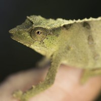 Portrait of a photographer (avatar) Aaron Ortega (David)