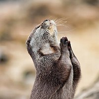 Portrait of a photographer (avatar) Sander Zaytek