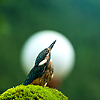 Portrait of a photographer (avatar) dongseok cho