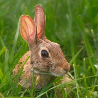 Портрет фотографа (аватар) grant groberg