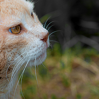 Portrait of a photographer (avatar) Юлия