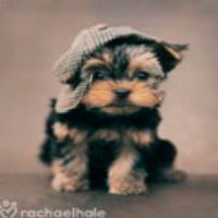 Portrait of a photographer (avatar) Gala