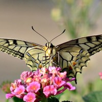 Portrait of a photographer (avatar) Maria Pia Pisano