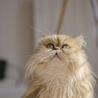 Portrait of a photographer (avatar) LAMOTTE Christian (Christian Lamotte)