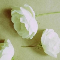 Portrait of a photographer (avatar) Диана Гинзбург