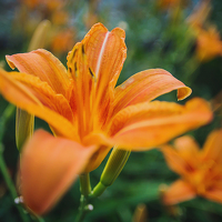 Portrait of a photographer (avatar) Reshetnikova Katerina
