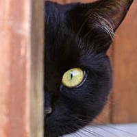 Portrait of a photographer (avatar) Светлана