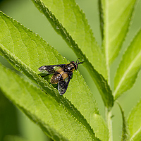 Portrait of a photographer (avatar) Oleg