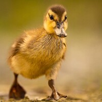 Portrait of a photographer (avatar) Jasper Bertony