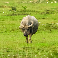 Portrait of a photographer (avatar) quannv104