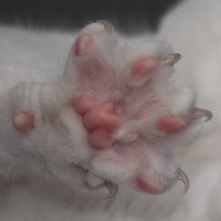 Портрет фотографа (аватар) Елена Игонина (Elena Igonina)