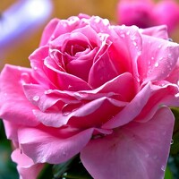 Portrait of a photographer (avatar) Ксения (Ksenia)