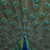 Portrait of a photographer (avatar) Bijul Raveendran