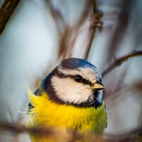Portrait of a photographer (avatar) Sofia Belyaeva