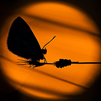 Portrait of a photographer (avatar) Demiman