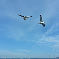 Portrait of a photographer (avatar) Devrim (Revolution)