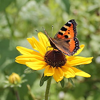 Portrait of a photographer (avatar) Наталия