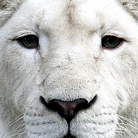 Portrait of a photographer (avatar) sergey