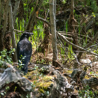 Portrait of a photographer (avatar) Aleksandr Kadyshev