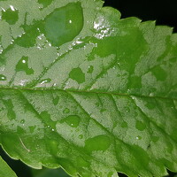 Portrait of a photographer (avatar) Russell