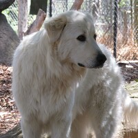 Portrait of a photographer (avatar) nino nino (nino)