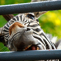 Portrait of a photographer (avatar) At