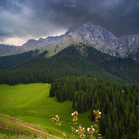 Portrait of a photographer (avatar) rat