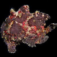 Portrait of a photographer (avatar) daniele comin (Daniele Comin)