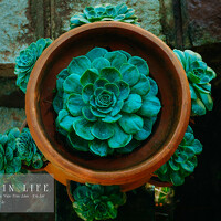 Portrait of a photographer (avatar) Đỗ Tùng