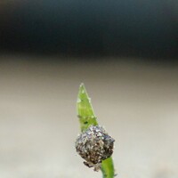 Портрет фотографа (аватар) An Tran Thanh (TRẦN THANH AN)