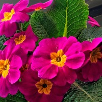 Portrait of a photographer (avatar) Hormat Alakbarova (Azerbaijan)