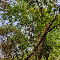 Portrait of a photographer (avatar) Sagar Mondal