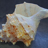 Portrait of a photographer (avatar) Уктам Джалалов (Uktam Djalalov)